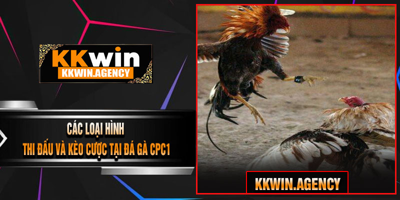 Các Loại Hình Thi Đấu Và Kèo Cược Tại Đá Gà CPC1
