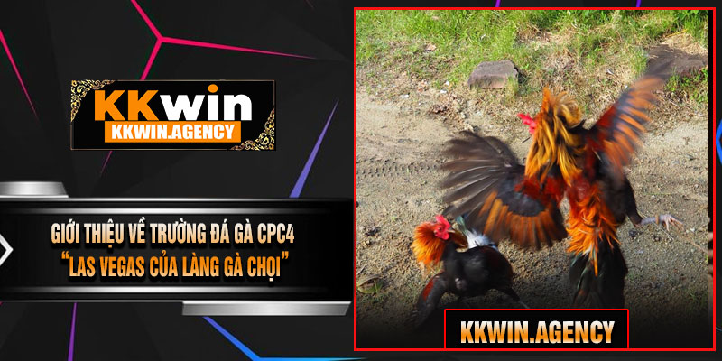 Giới Thiệu Về Trường Đá Gà CPC4 – “Las Vegas Của Làng Gà Chọi”