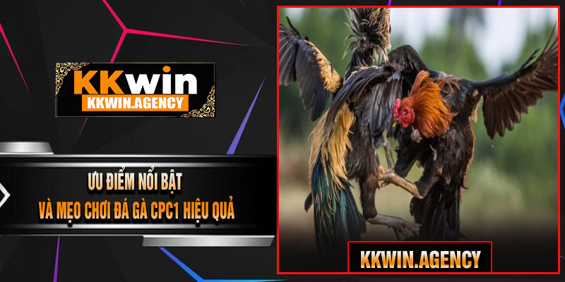 Ưu Điểm Nổi Bật Và Mẹo Chơi Đá Gà CPC1 Hiệu Quả