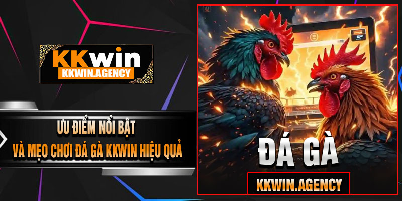 Ưu Điểm Nổi Bật Và Mẹo Chơi Đá Gà KKWIN Hiệu Quả